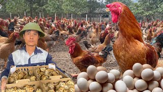 165 days Start a business with a freerange chicken farming model  poultry farming [upl. by Leahpar]