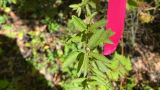 Spiraea alba Rosaceae meadowsweet [upl. by Gnuy]