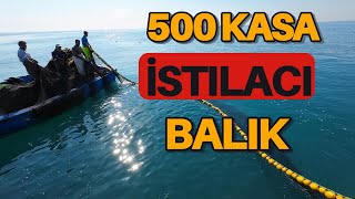 Bu Balık Türü Ülkemizde Yeni Görünmeye Başladı İSTİLACI [upl. by Annyrb]