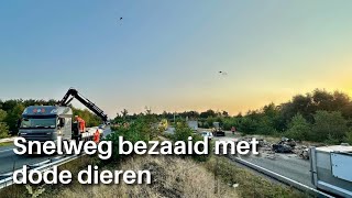 Snelweg bezaaid met dode dieren na ongeval A50 Arnhem [upl. by Euqinomahs]