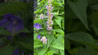 방아잎 배초향 방앳잎 agastache rugosa food ingredient [upl. by Kallman]