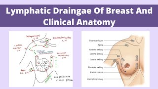 Lymphatic drainage of Breast and Clinical anatomy of Breast  First year Anatomy  MedAura [upl. by Annauqahs739]