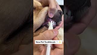 Easy Pet Teeth Cleaning Get the Pet Toothbrush for Fresh Breath amp Healthy SmilePawPalPetsPetCare [upl. by Raye]