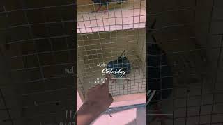 Ms brother loft pigeon pigeoncoop kabootar myloft kabutar birds [upl. by Hguh]