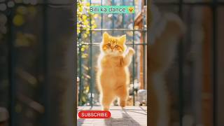 Billi ka dance 😸 traindingreels traindingsong catvideos catdanceshorts catviralshorts funny [upl. by Cassandry]