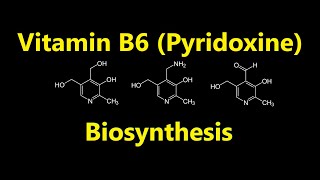 Vitamin B6 Pyridoxine Biosynthesis [upl. by Arri100]