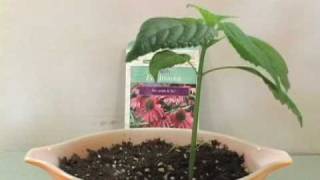 Plant Growing Time Lapse  Echinacea [upl. by Lebasi653]