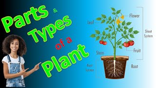 Parts of a Plant  Learn all about plant parts and their functions  plants [upl. by Llerral]