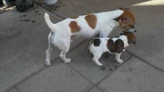 Short Jack Russells  More of All Luvs puppies  6 weeks [upl. by Nahgeem]