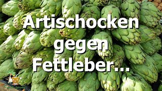 Artischocken  Gesunde Ernährung bei Fettleber [upl. by Wheeler988]