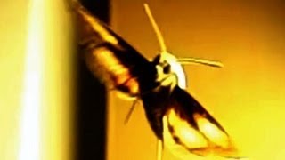 Slow Motion White Lined Sphinx Moth V11370 [upl. by Haididej]