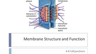 Cell Junctions  Cell Biology [upl. by Eustatius]