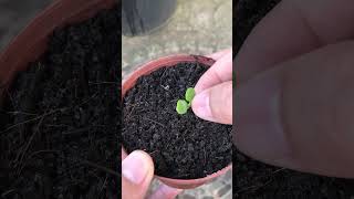 Technique for growing Kalanchoe pinnata flowers to sprout quickly [upl. by Idoux]