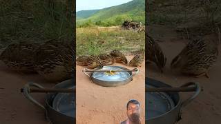 Quails catching skill hunting trap [upl. by Noyahs]