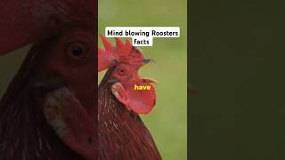 Mind blowing Rooster facts shorts animals [upl. by Oos658]