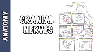 Anatomy  Cranial Nerves Overview [upl. by Grimaud]