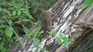 Woodrat at Lake Chabot RP for EBRPD Documentation [upl. by Raasch]