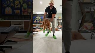 Angry Golden Retriever Tries On Crocs 😡🐶 dogcrocs goldenretriever dogdad [upl. by Shiff]