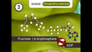 Glycolysis The Reactions [upl. by Ittam]