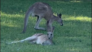 Coombabah Lake Conservation Park [upl. by Riggins]