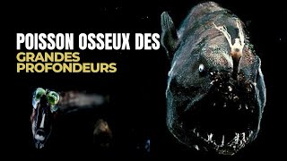 La Vérité Cachée des Poissons Osseux  Du Fond de la Mer Partie 1 [upl. by Akcired715]