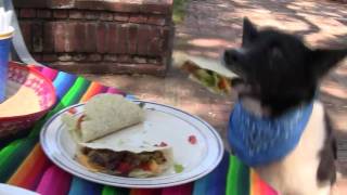 Busy Bee Dogs  Cinco De Mayo Crashers HD [upl. by Anaerb]