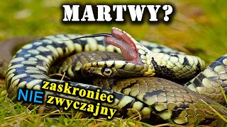 Jak Zaskroniec Udaje Martwego Czemu Służą Kłębowiska Węży [upl. by Eiramit]