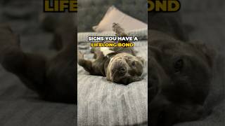 Does your Staffy do any of these staffies puppy yourdog [upl. by Notnil]