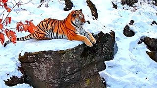 Amur Tiger The Worlds Most Majestic Predator [upl. by Saito]