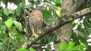 Birding Panama [upl. by Erialc]