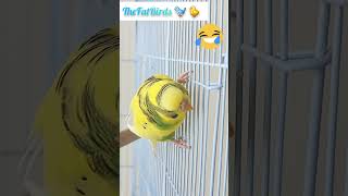 Burfi likes water drops😂animalparakeetcutebird trendingparrotreels budgiesshortvideotiktok [upl. by Persas41]