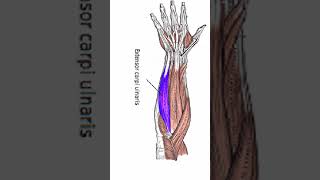 Anatomy Extensor Carpi Ulnaris shorts [upl. by Yoshio]