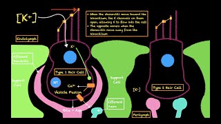 The Vestibular System [upl. by Lashar59]