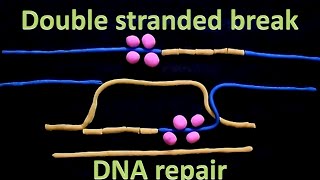 DNA repair mechanism  Nucleotide excision repair  Base excision repair  DNA mismatch repair [upl. by Katrine]