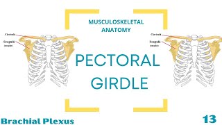 Brachial Plexus [upl. by Keily458]