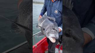 Monster fish tagging A beauty of a black musselcracker and a whopping spotting gully shark [upl. by Elicia29]