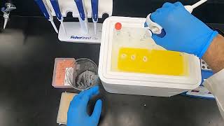 Polyacrylamide Gel Electrophoresis PAGE and Western Blotting [upl. by Kristien238]