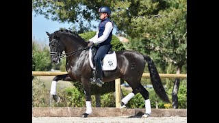 Poeta de Susaeta  Training for PSG level  Dressage Horses  Black Andalusian horse [upl. by Iak]