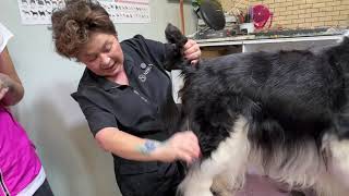 Dematting the Rear of an English Springer Spaniel [upl. by Areem]