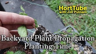 Backyard Plant Propagation 9  Planting Time [upl. by Hsaka]