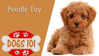 Dogs 101  TOY POODLE  Top Dog Facts About the TOY POODLE [upl. by Mylo]