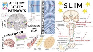 INSTANT NEURO  Auditory Pathway [upl. by Retha]