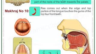 Makhraj No 1017  Makhraj of Raa  Articulation Points of Arabic Alphabet Letters [upl. by Sherer]