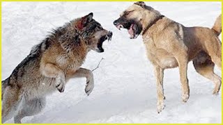 Most Tragic Moments Guard Dogs Fight a Pack of Ferocious Wolves Caught on Camera  Dog vs Wolf [upl. by Bald]