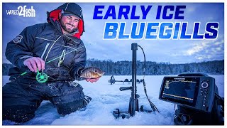 Ice Fishing Bluegills  Where to Find and How to Catch [upl. by Broeder]