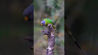 Species of Parrot 🦜 horrorstories automobile lion kids facts wildlife trending love birds [upl. by Lugar]