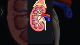 3d cross section of the kidney meded anatomy 3d model shorts [upl. by Doowyah]