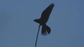 Churring Nightjar Forest Of Dean 2016 [upl. by Esinyt]