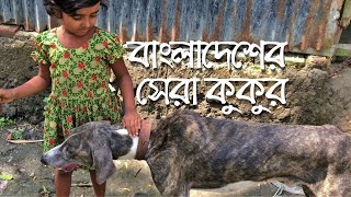 বাংলাদেশের সেরা কুকুর সরাইলের হাউন্ড ব্রাহ্মণবাড়িয়া Sarail Hound Brahmanbaria [upl. by Dominus]