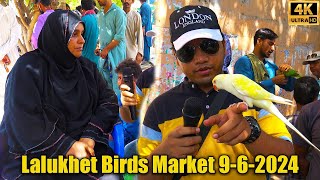 Lalukhet Exotic Birds Market 962024 Karachi  Unique and Rare Birds and Parrots [upl. by Monteria236]